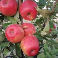 Саджанець Яблуня Хоней крісп в контейнері